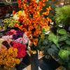 Premium Sunset Orange Silk Blossom Tree – Luxury Floor Vase Arrangement
