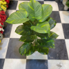 Golden Variegated Ficus Display