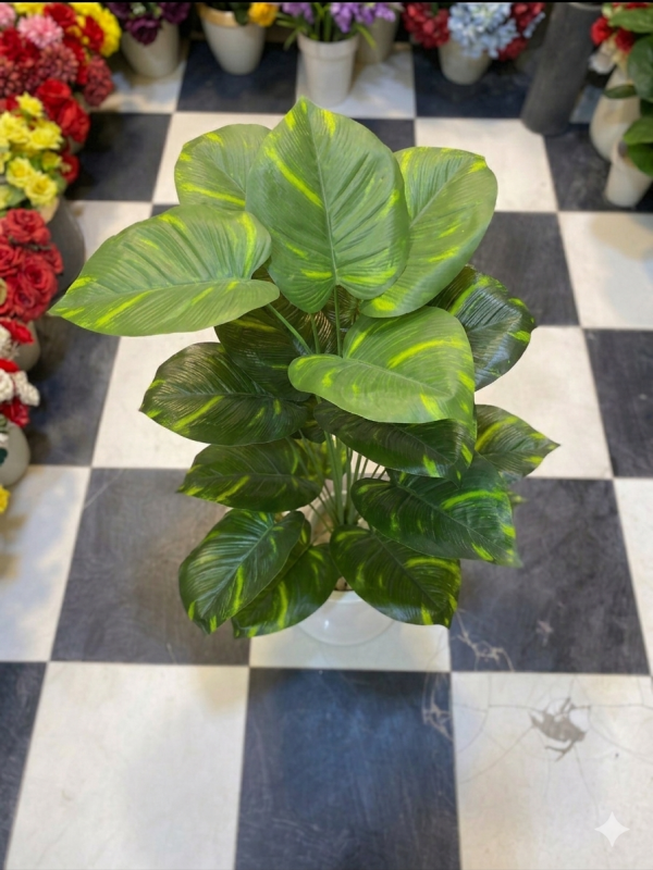 Golden Variegated Ficus Display