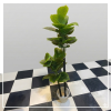 Realistic Large Artificial multi-Stem Floor Plant in Modern Pot - Lush Green Faux Philodendron